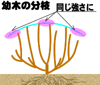 幼木の分枝