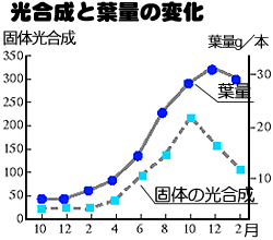 光合成の季節変化グラフ